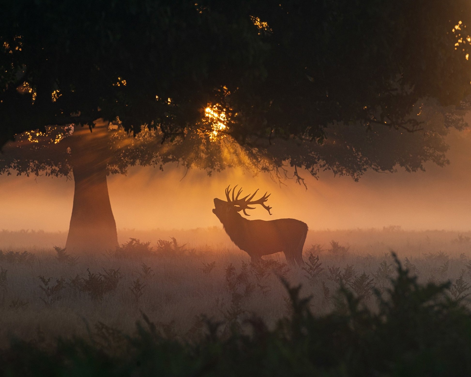 Stag In Morning Light
