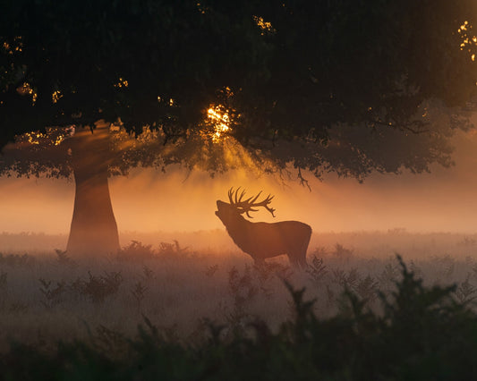 Stag In Morning Light