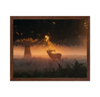 Stag In Morning Light