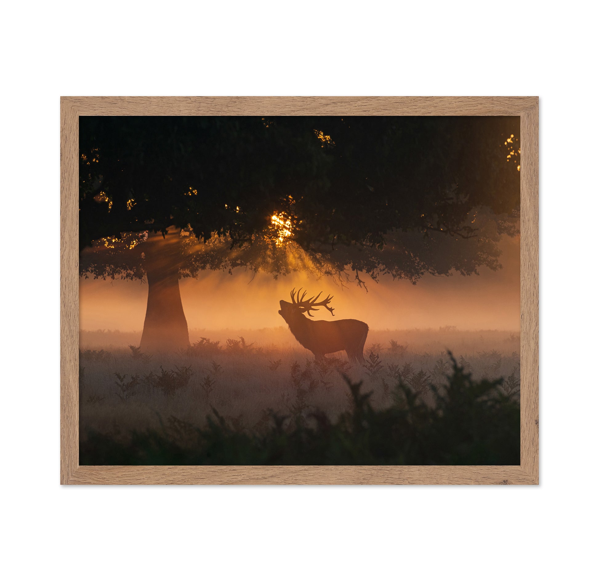 Stag In Morning Light