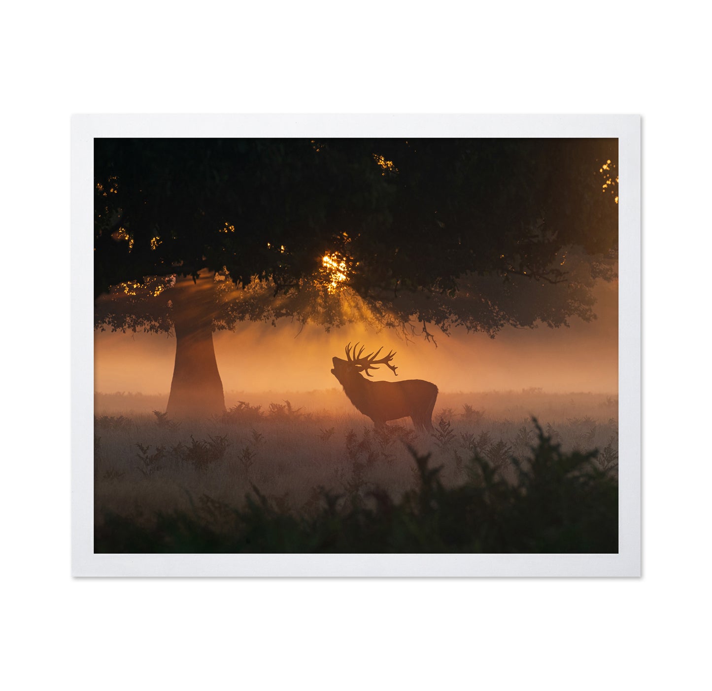 Stag In Morning Light