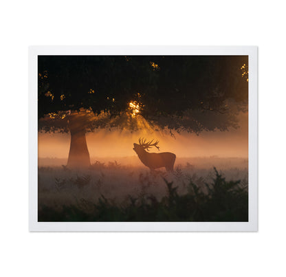 Stag In Morning Light