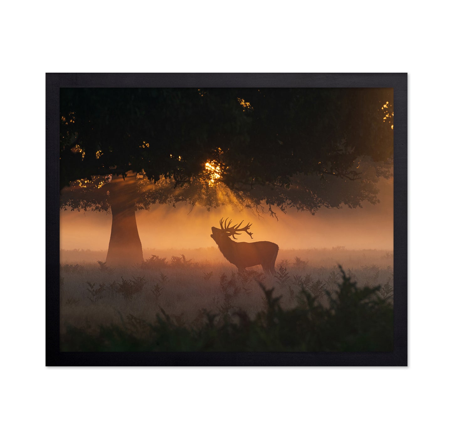 Stag In Morning Light