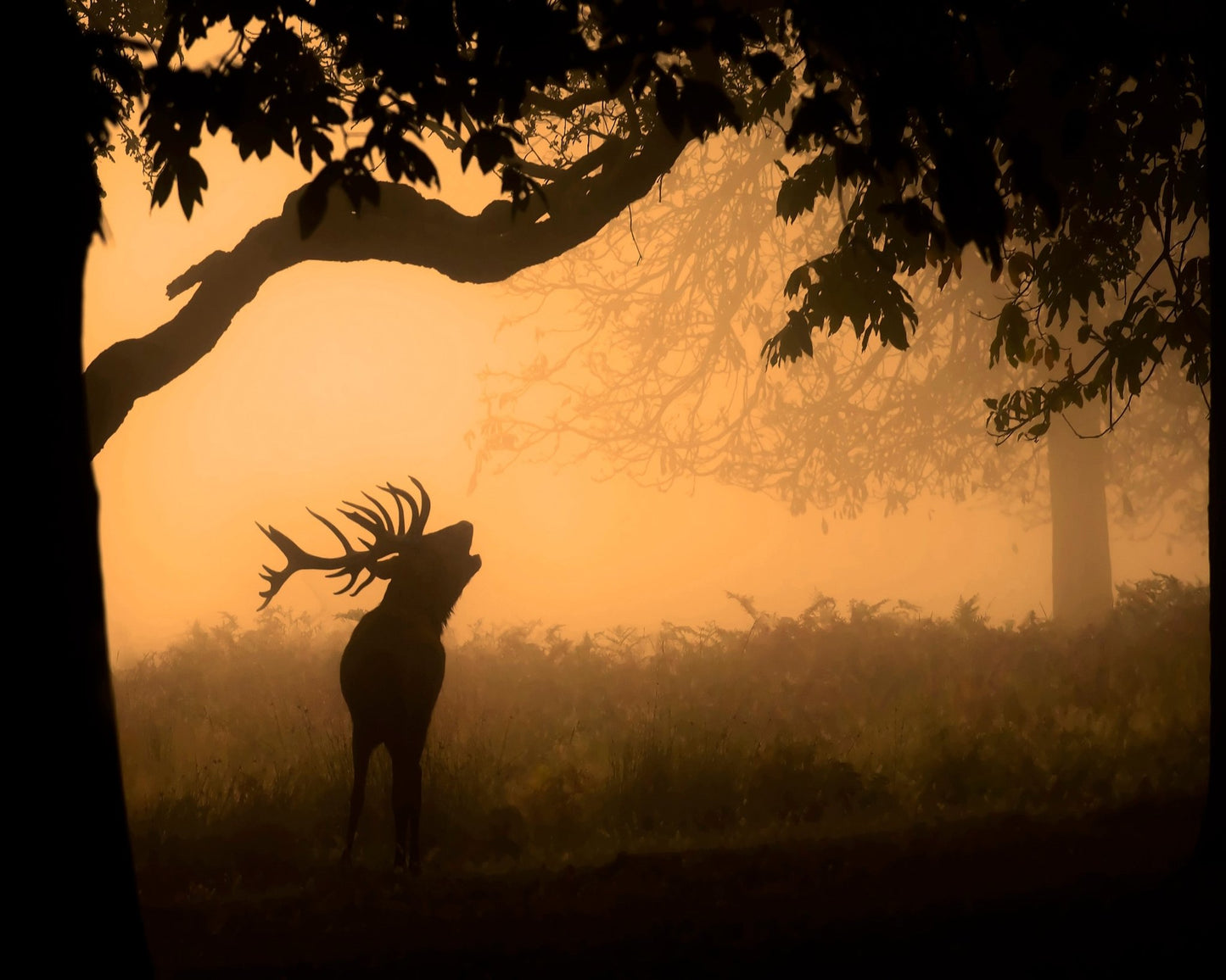 Deer Morning Call