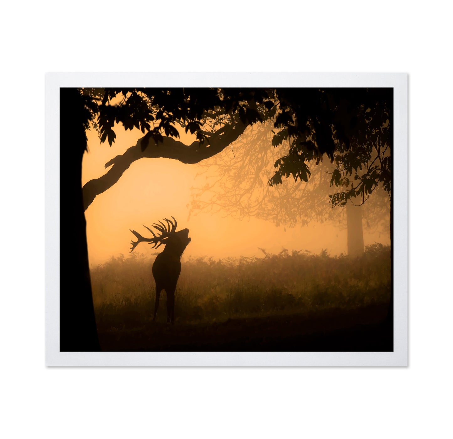 Deer Morning Call