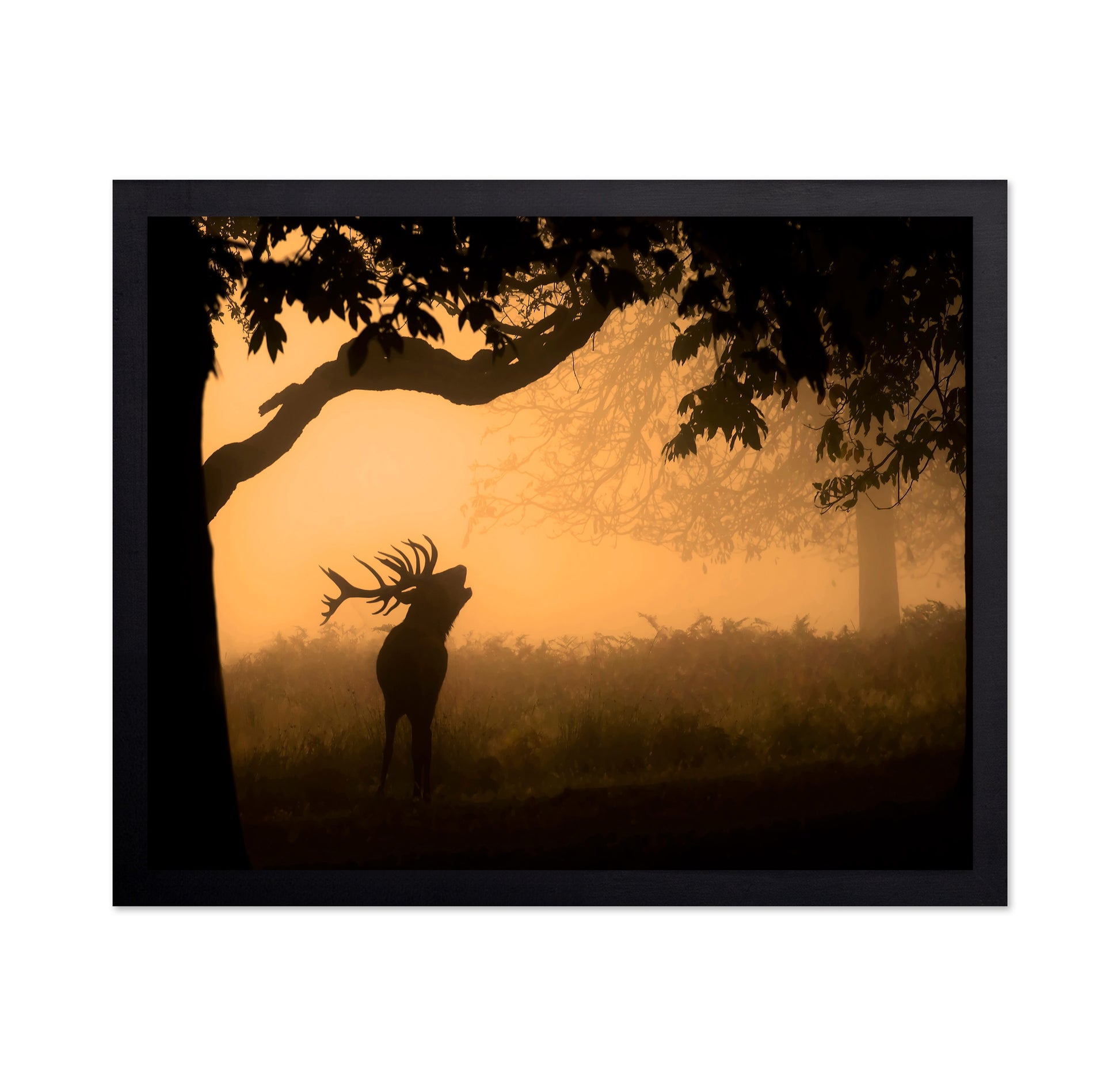 Deer Morning Call