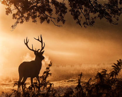 Stag In Morning Mist