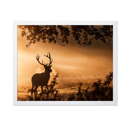Stag In Morning Mist