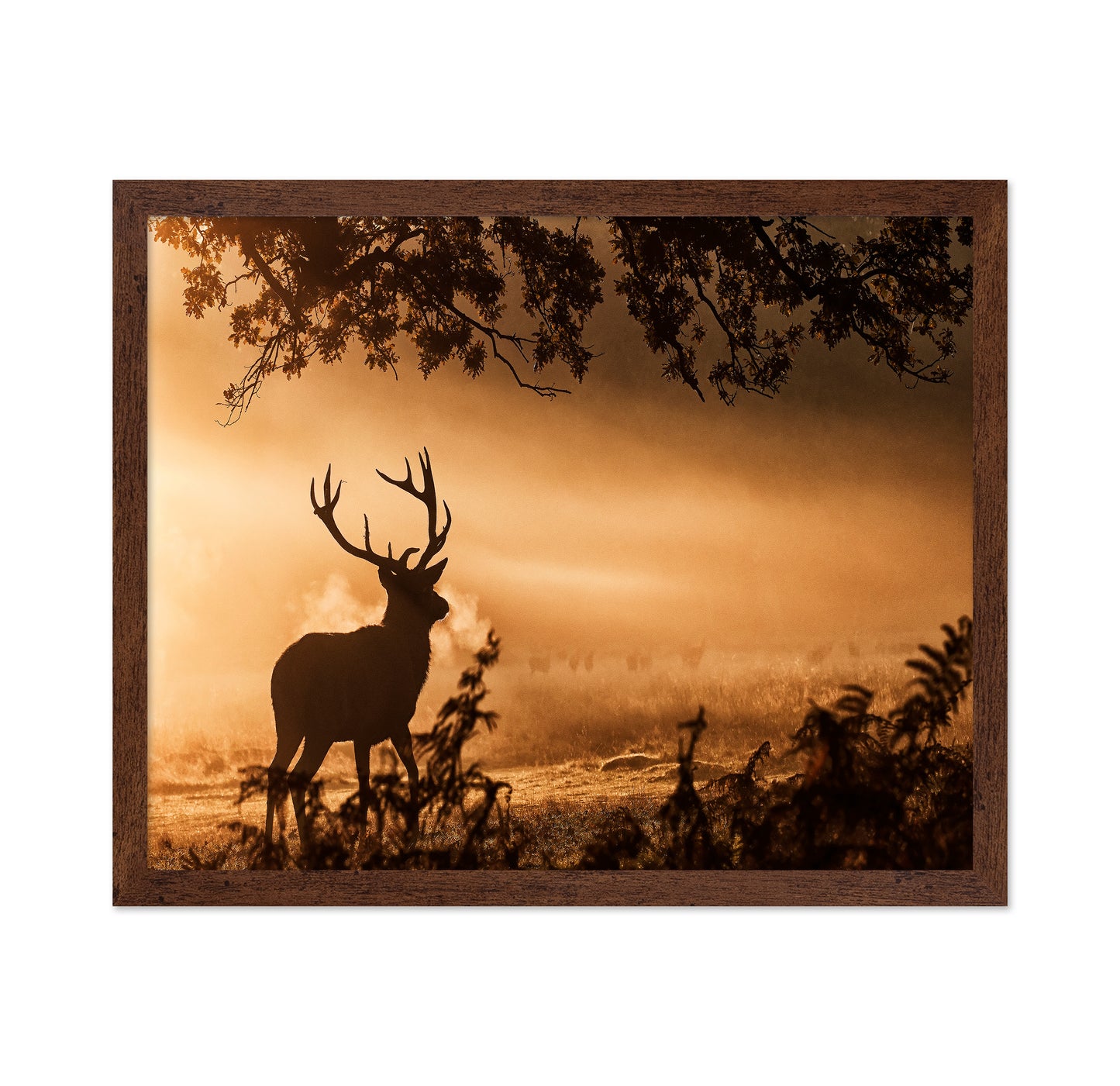 Stag In Morning Mist