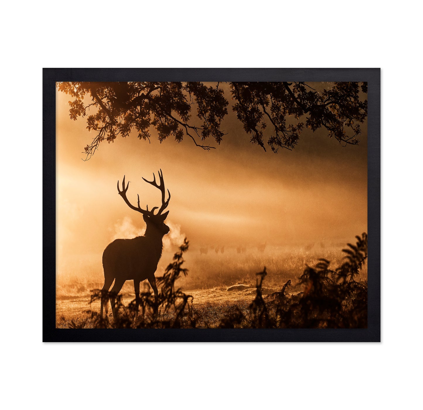 Stag In Morning Mist