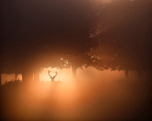Stag In Golden Mist