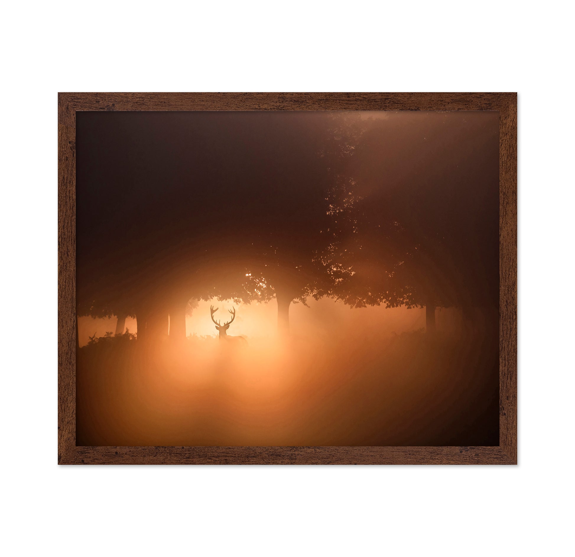 Stag In Golden Mist