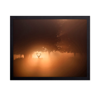 Stag In Golden Mist