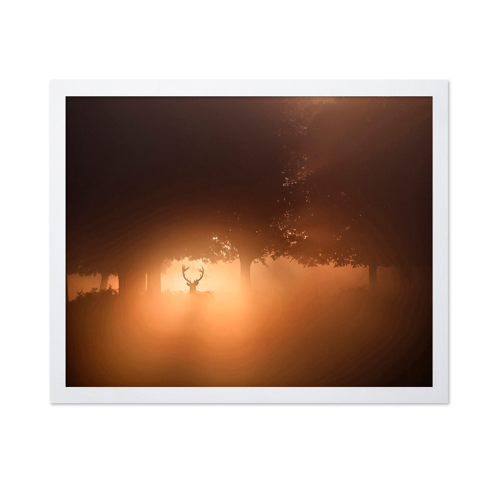 Stag In Golden Mist