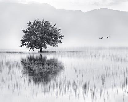 Lone Tree Reflection No1
