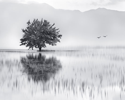 Lone Tree Reflection No1