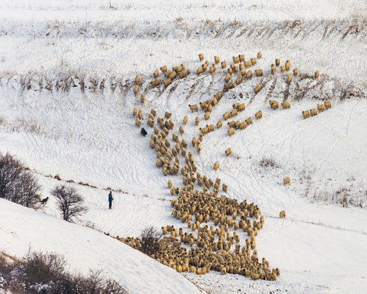 Sheep Crossing Snow Valley