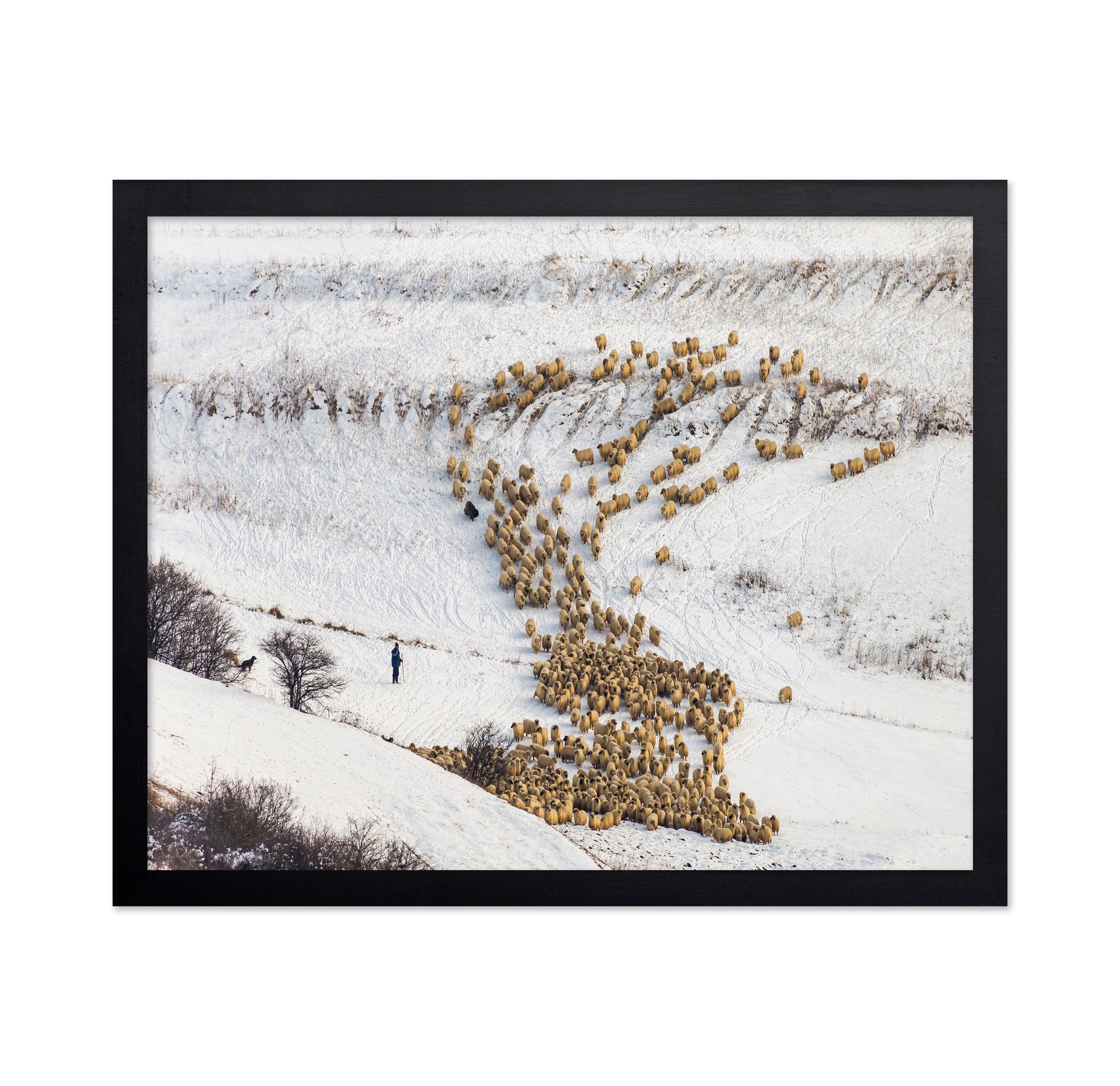 Sheep Crossing Snow Valley