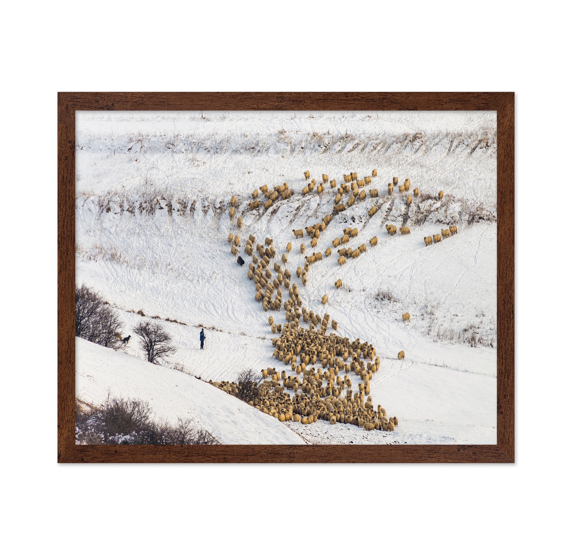 Sheep Crossing Snow Valley