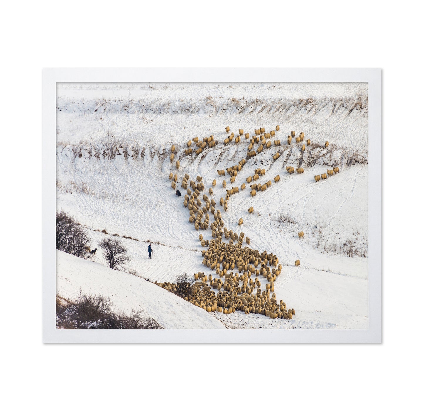 Sheep Crossing Snow Valley