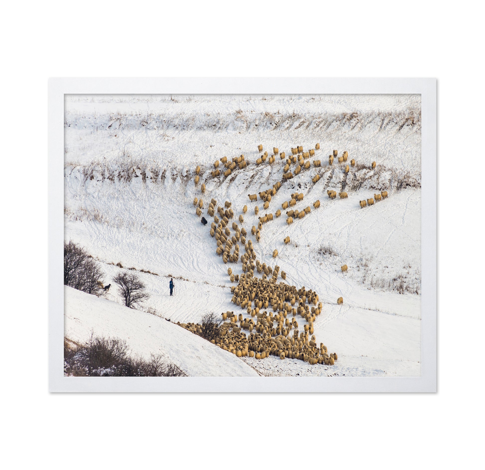 Sheep Crossing Snow Valley