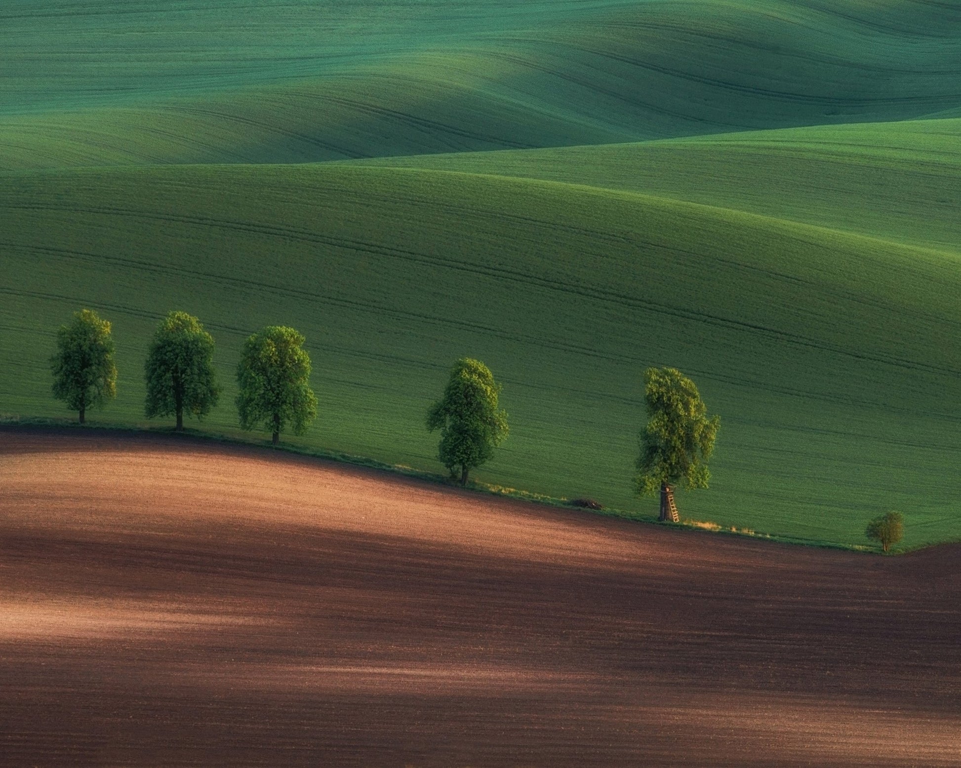 Green Hills Tree Line