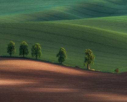 Green Hills Tree Line