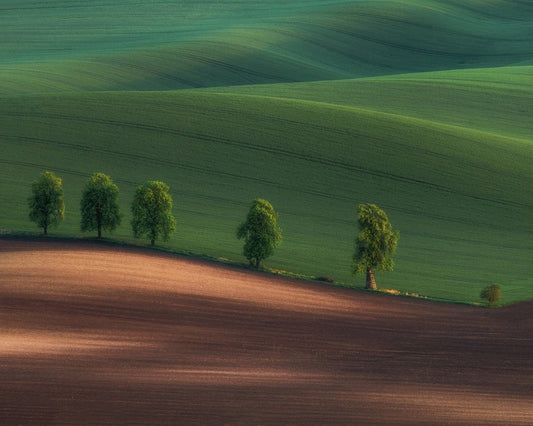 Green Hills Tree Line