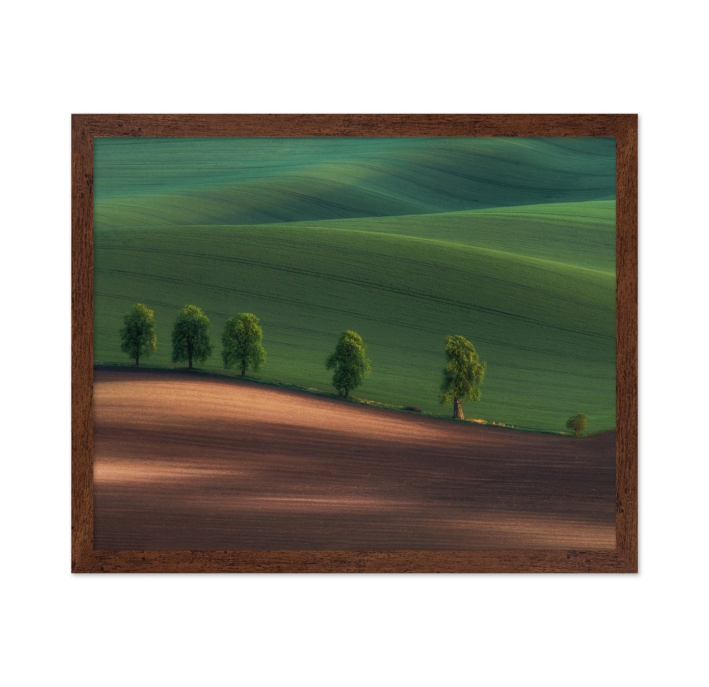 Green Hills Tree Line