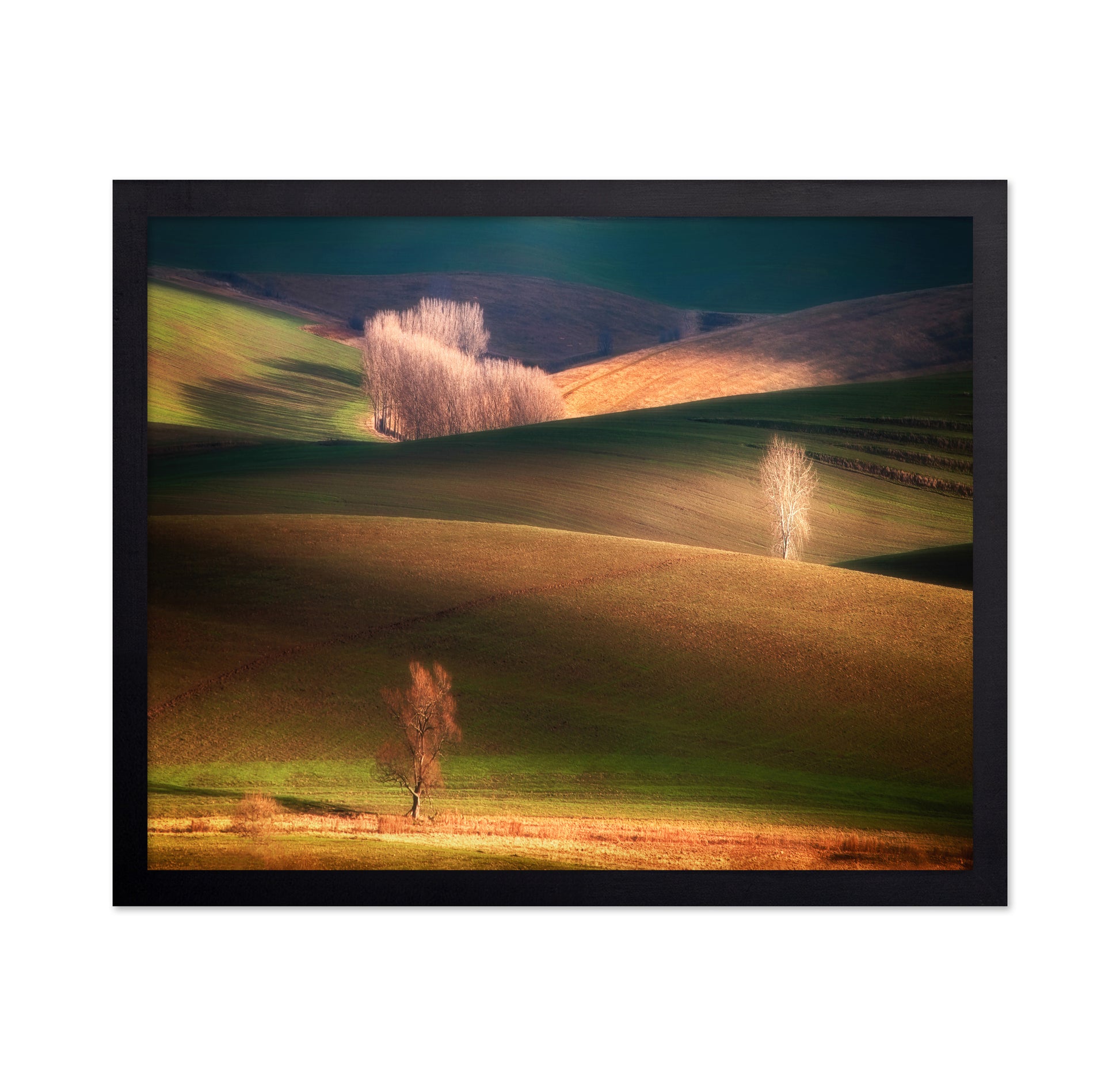 Sunlit Rolling Hills