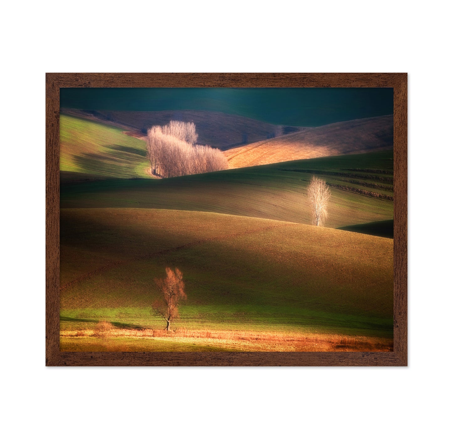 Sunlit Rolling Hills