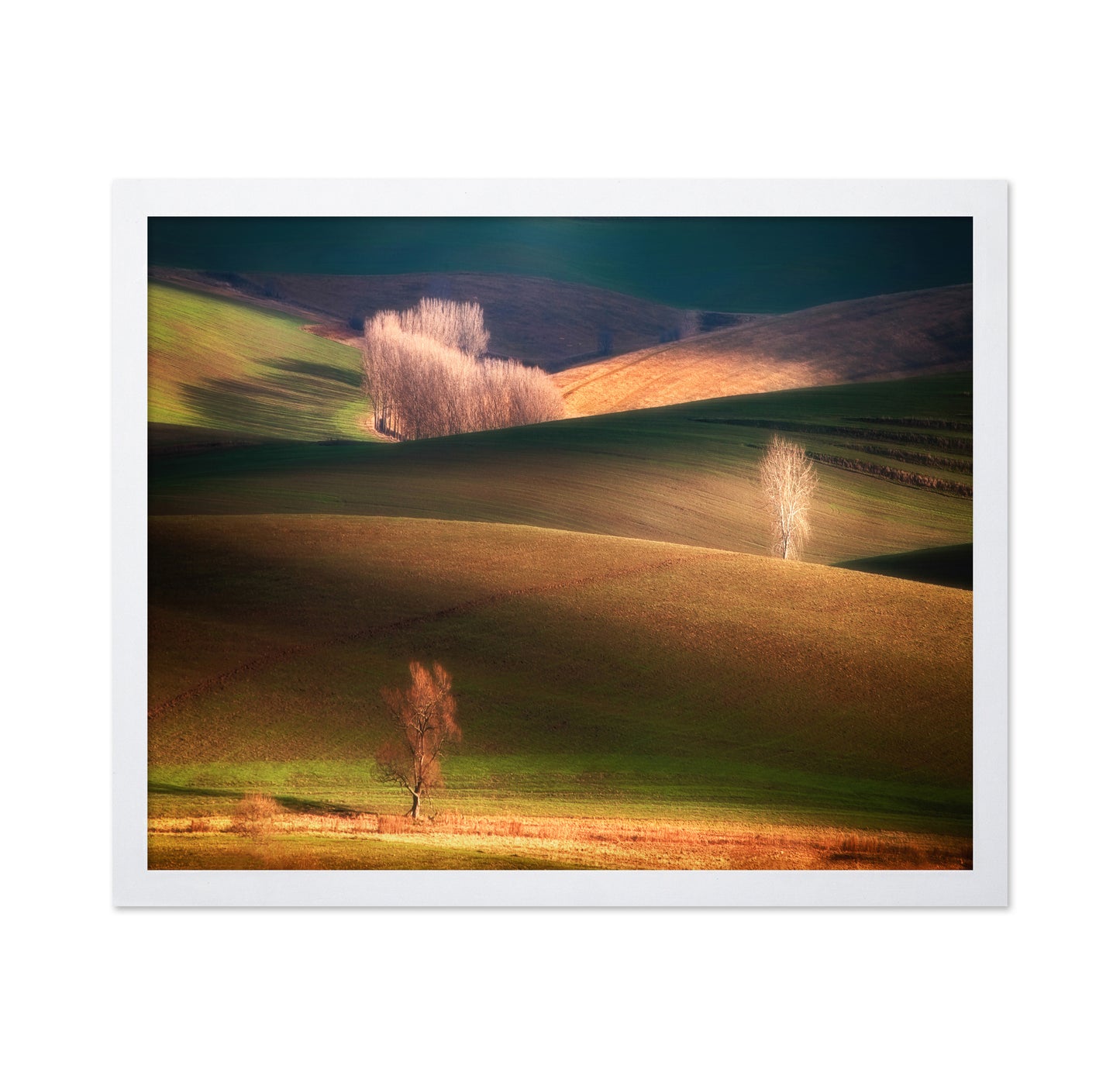 Sunlit Rolling Hills