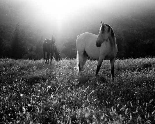 Horses In Morning Light
