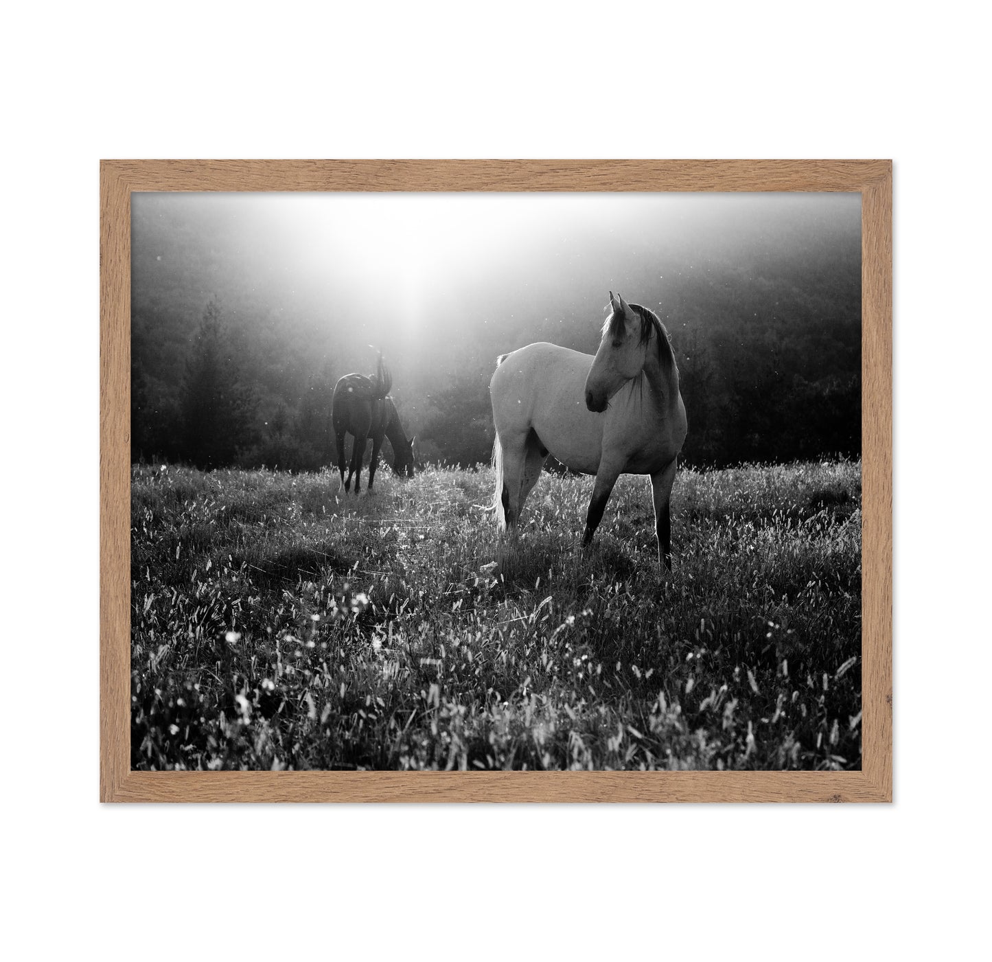 Horses In Morning Light