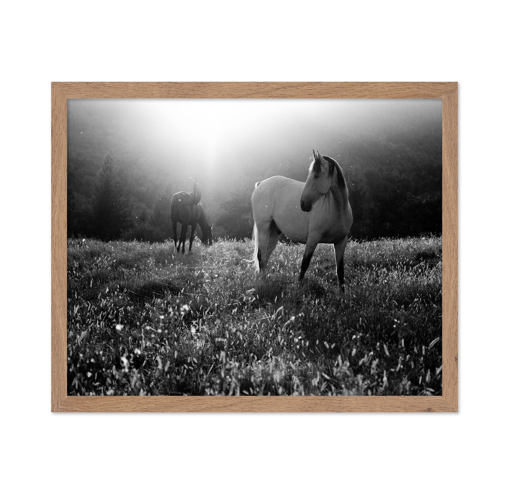 Horses In Morning Light