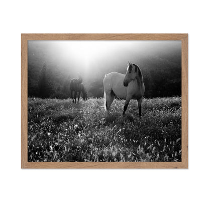 Horses In Morning Light