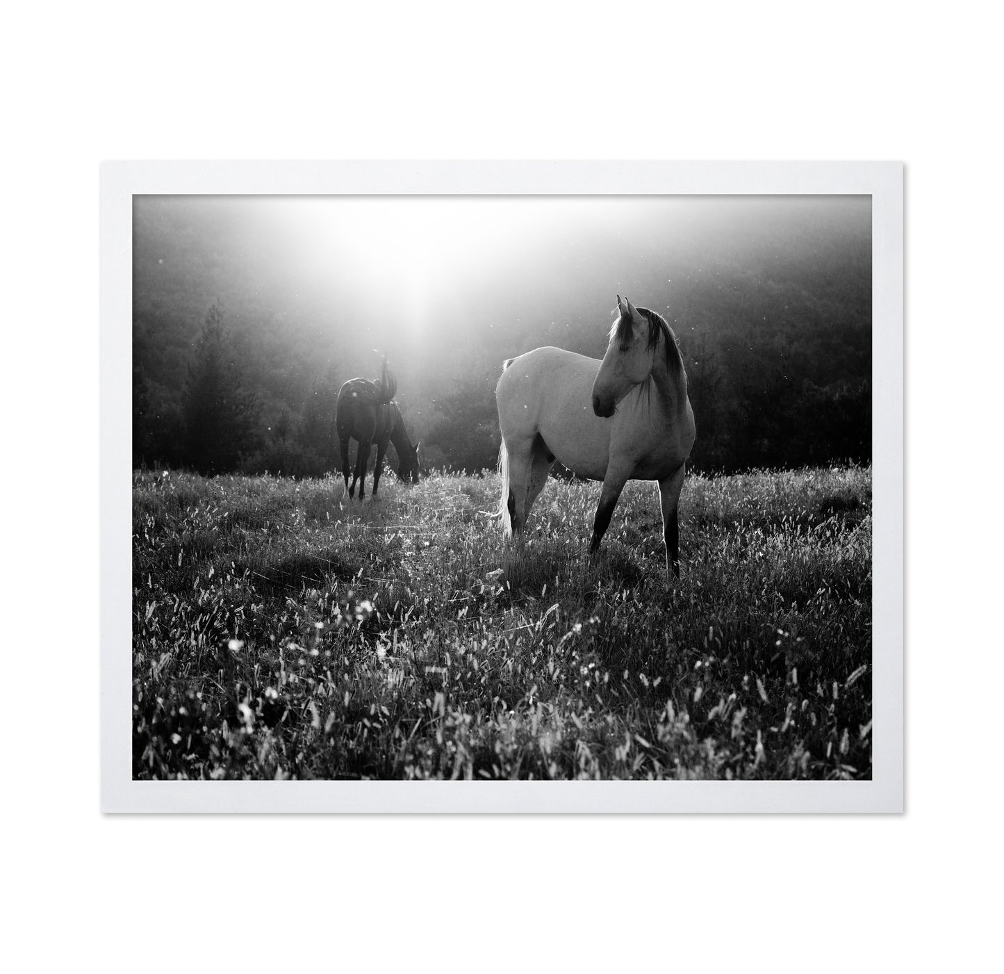 Horses In Morning Light
