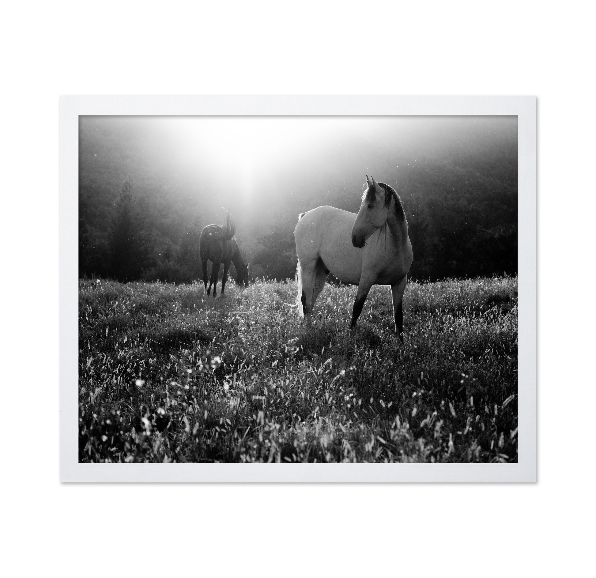 Horses In Morning Light