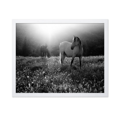 Horses In Morning Light