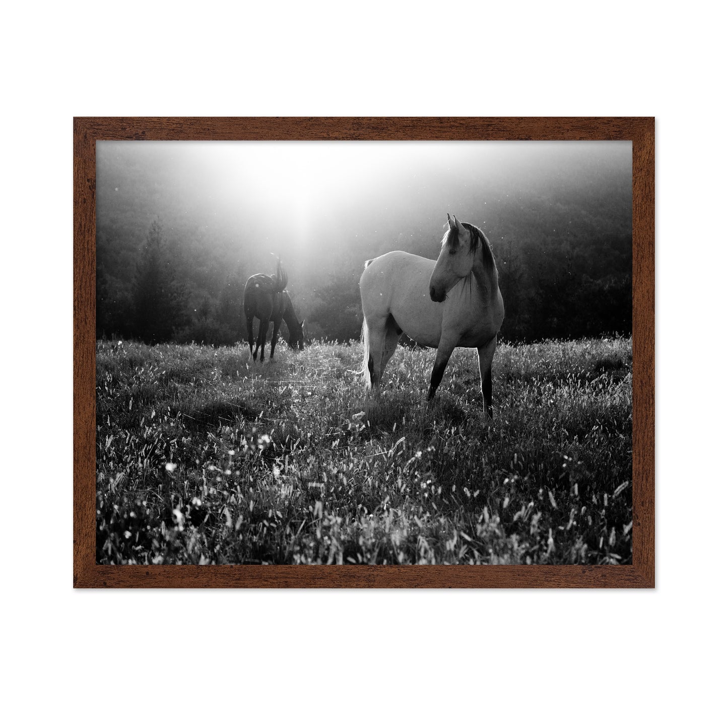 Horses In Morning Light
