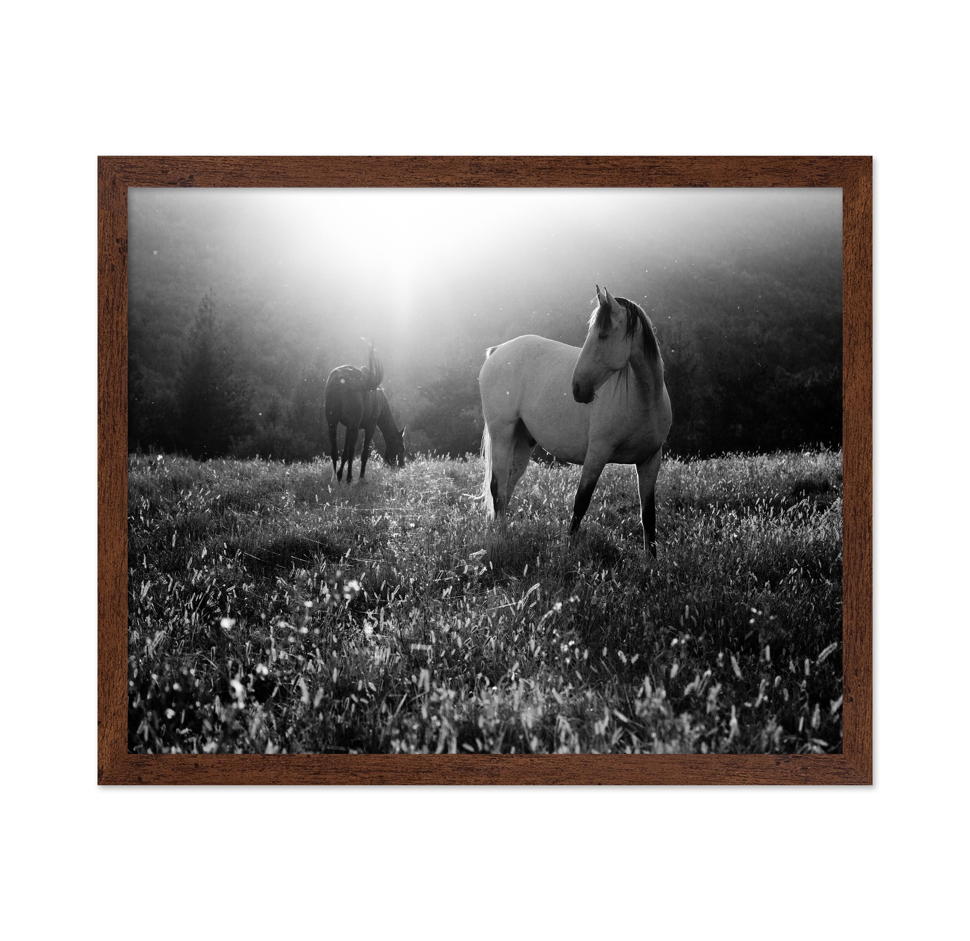 Horses In Morning Light