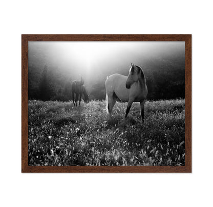 Horses In Morning Light