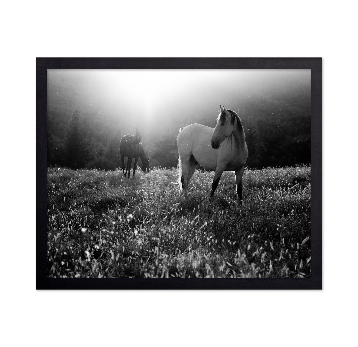 Horses In Morning Light