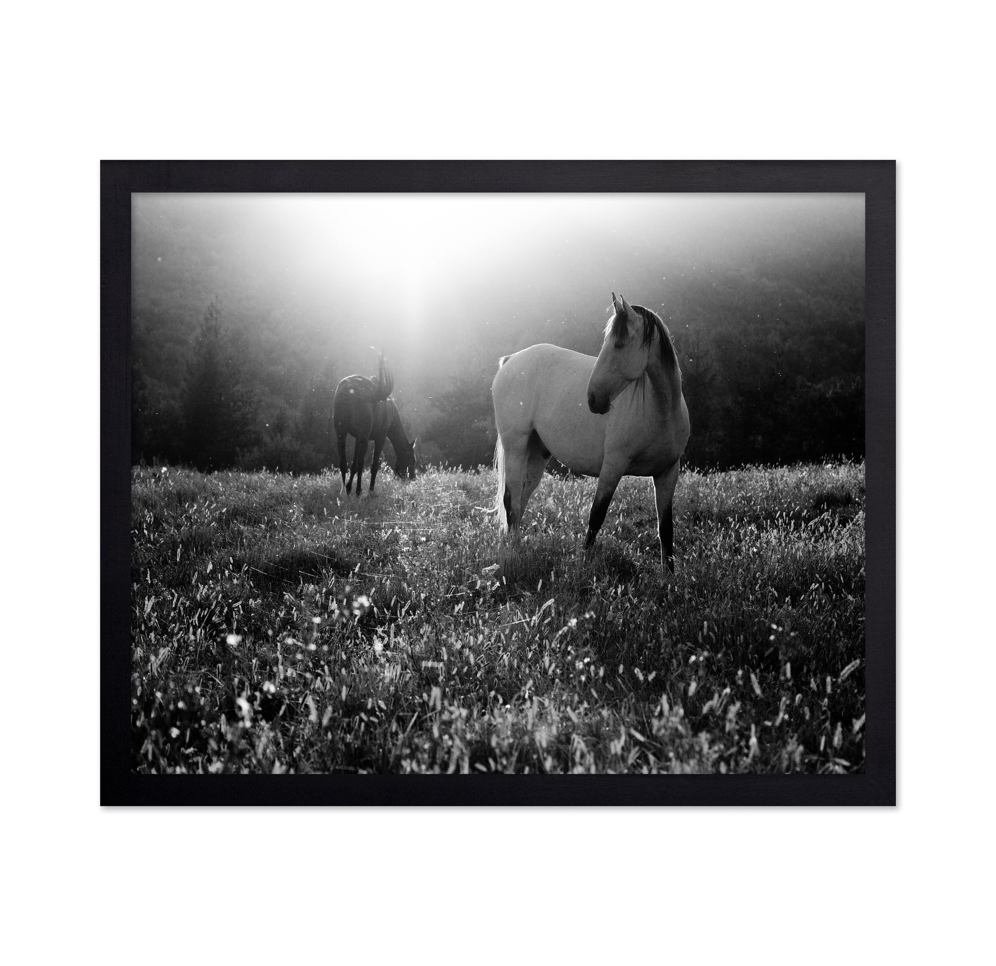 Horses In Morning Light