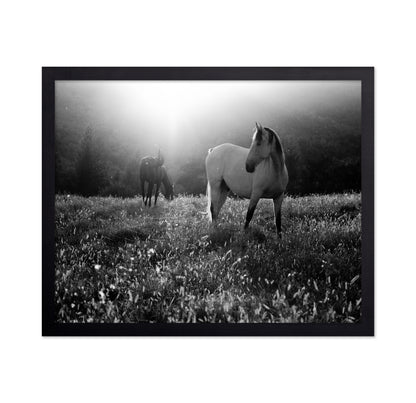 Horses In Morning Light