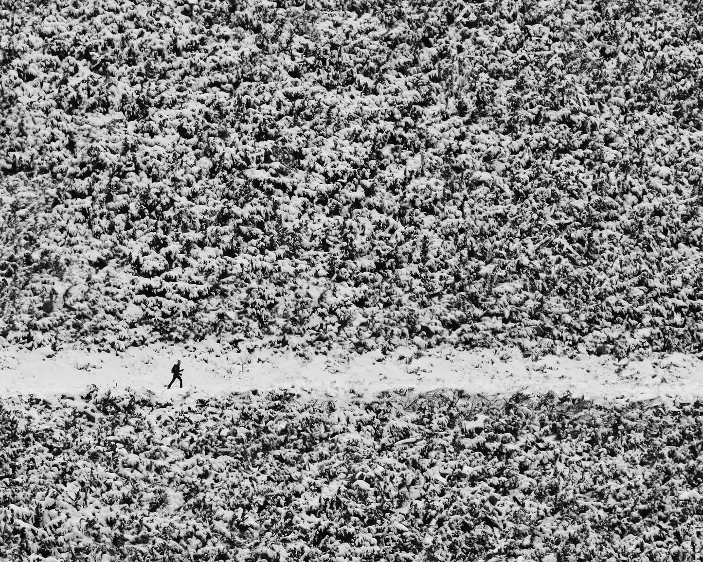 Lone Walker In Snow