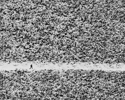 Lone Walker In Snow