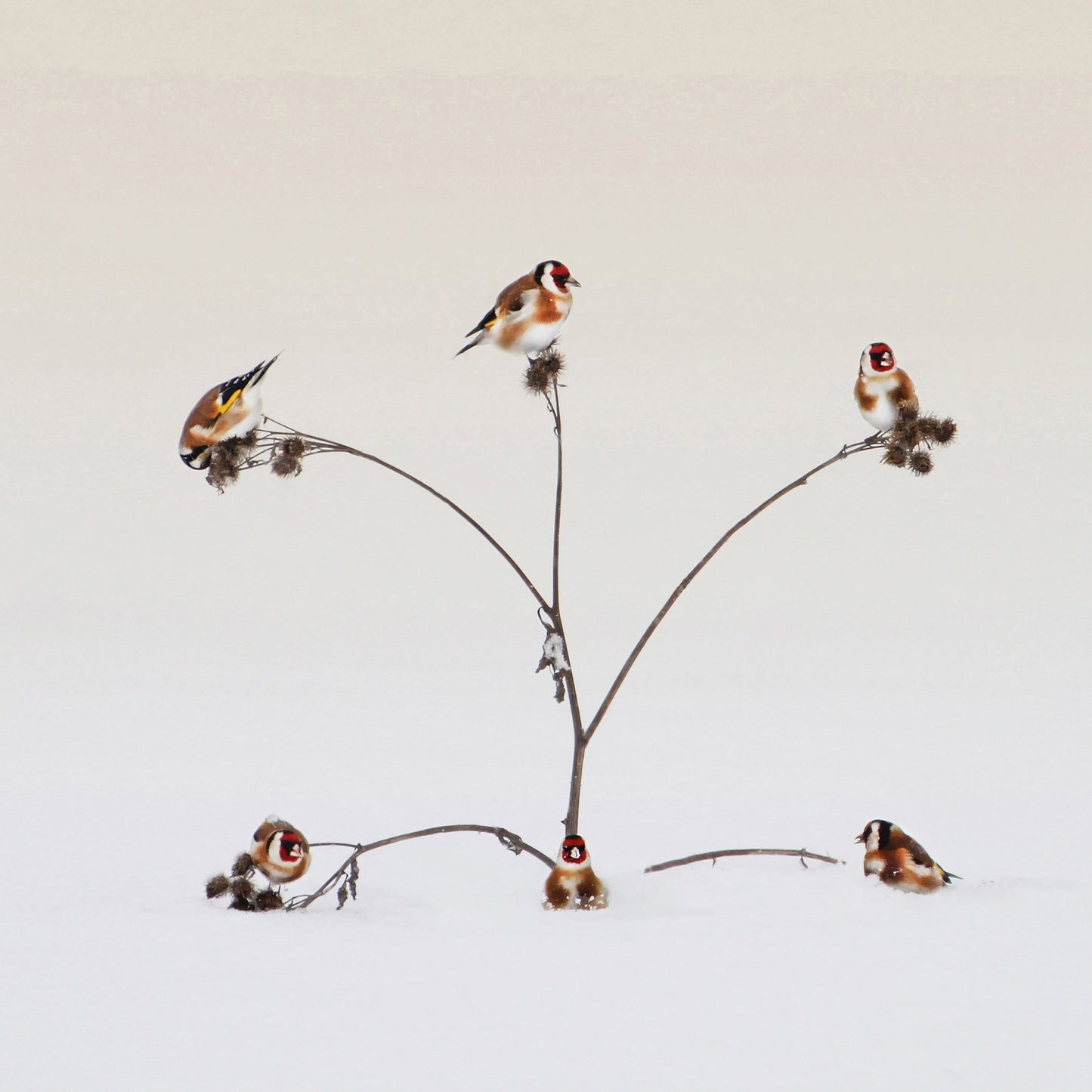 Winter Birds Gathering