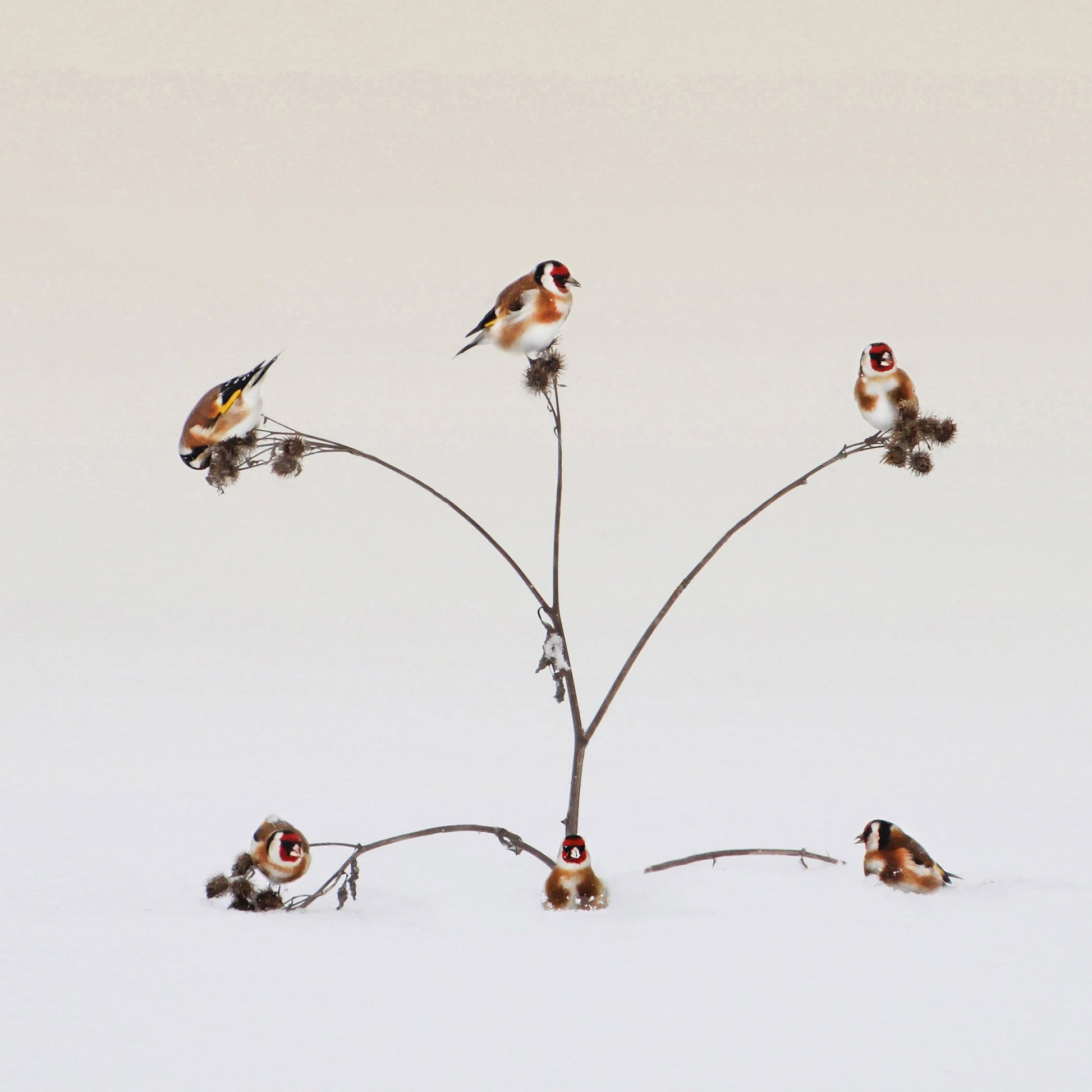 Winter Birds Gathering