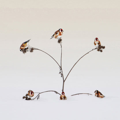 Winter Birds Gathering